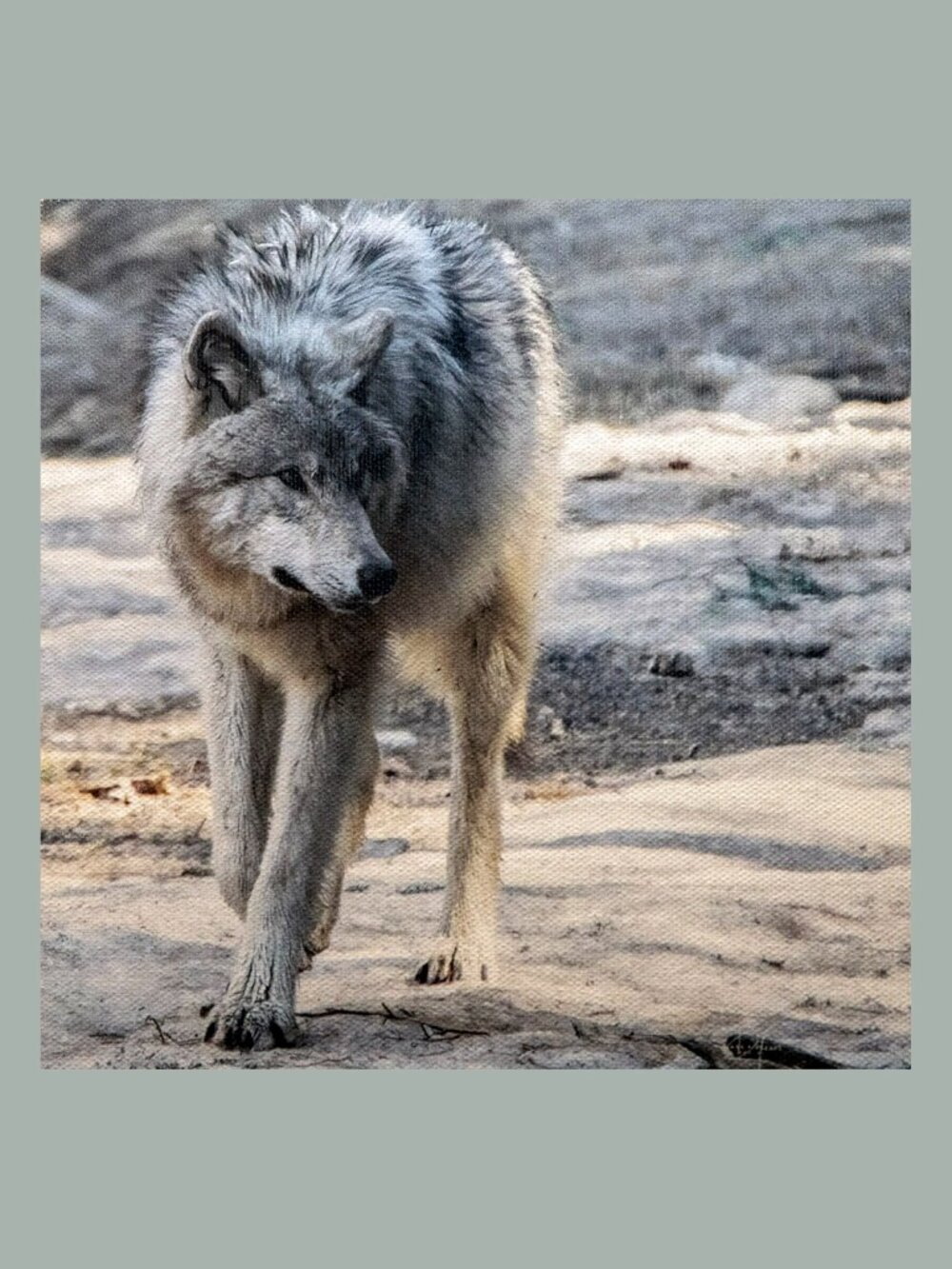 CANVAS photo on canvas 8" x 8" Wolf